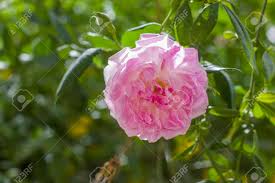 Check spelling or type a new query. Rosa Centifolia Also Called Cabbage Rose Provence Rose Or Medicinal Stock Photo Picture And Royalty Free Image Image 100430876