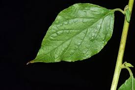 Image result for Microglossa