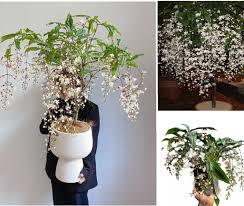 Image result for Clerodendrum abilioi