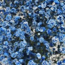 Blue Tinted Baby S Breath Gypsophila Blue Flower Arrangements Light Blue Flowers Babys Breath