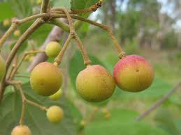 Image result for Grewia holtzii