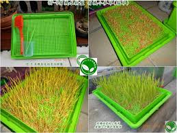 有機芽菜芽菜種子芽菜機芽菜箱水耕盤 op 9有機水耕盤有機小麥草 貓草 organic sprouts