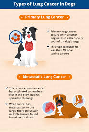 Dogs with metastatic lung cancers generally have several tumors in the lungs, not just a single growth. Lung Cancer In Dogs Causes Signs Treatment Canna Pet