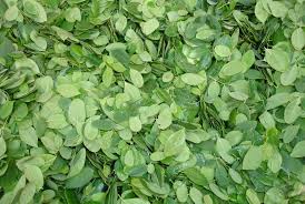 This application contains how to process moringa leaves either for food. Mitosnya Usir Makhluk Halus Fakta Daun Kelor Jaga Imun Republika Online