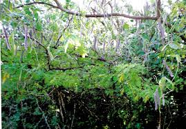 Image result for Teramnus uncinatus