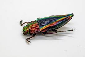Image result for Buchnera cryptocephala