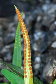 Image result for Lepisorus