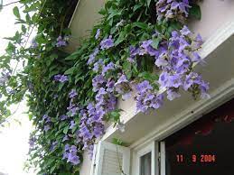 Pin On Gardening