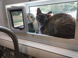 If you want your cat to get some fresh air outdoors, but worry it will stray and possible get into trouble, we recommend an outdoor cat enclosure. Cat Window Patios From Cwaa Crafts Cat Window Boxes And Patios That Fit Into The Window Like An Air Conditioner Our Cat Window Patios Give Your Indoor Cat An Outdoor Experience