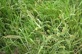 Image result for Polypogon