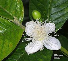1000 x 664 jpeg 131 кб. Guava Psidium Guajava