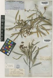 Image result for Atalaya alata