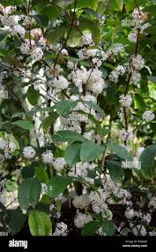 Image result for Pleiocarpa