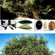 The sweet fruit of cordia boissieri, commonly called texas or mexican olive, is a valuable food source for birds and wildlife, but considered slightly toxic to humans if eaten fresh. Olive Trees Wild Above And Cultivated Below Branch With Fruits Download Scientific Diagram