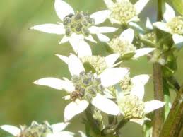 Image result for Afroligusticum