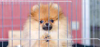 What To Do When Your Puppy Cries At Night In His Crate Modern Dog Magazine