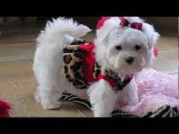 Find maltese dogs and puppies from texas breeders. Pin On Lovable Furry Friends