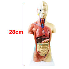Changes in the muscles of the trunk: Human Torso Body Model Anatomy Anatomical Medical Internal Organs For Teaching Human Body Structure Child Teaching Teach Tool Medical Science Aliexpress