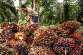 Kelapa sawit memiliki karakteristik sesuai dengan originnya. Ini Penyebab Produktivitas Sawit Petani Rendah Ekonomi Bisnis Com