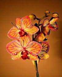 Pin On Orchids