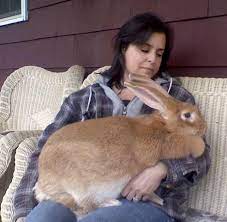 Continental Giant Flemish Giant Rabbits Flemish Giant Rabbit Giant Rabbit Pet Bunny Rabbits