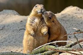 Image result for Cynomys gunnisoni obrázek