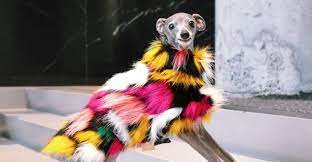 For example, when i was a little kid in the 1960s serious question here. Canadian Dog Tika The Iggy Has Become A Viral Tiktok Sensation Curated