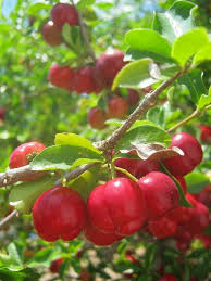 Pin On Fruits Veggies