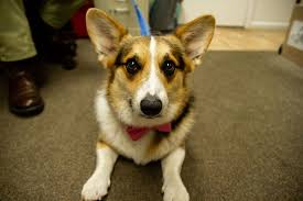 Maybe you would like to learn more about one of these? Veterinarian In Sebring Fl Full Service Vet Care Local Animal Hospital