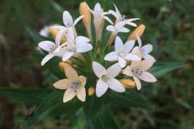 Image result for Polemoniaceae