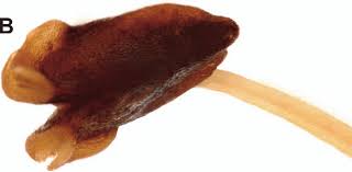 Image result for Memecylon rovumense