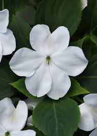 Image result for Impatiens wallerana