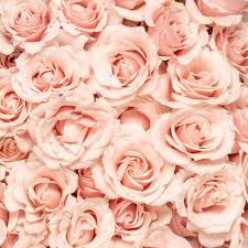 Image result for Rose Mist 1961 Polara