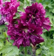 How to grow hollyhocks in arizona. Growing Hollyhocks Planting Caring For Hollyhock Flowers Garden Design