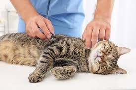 No matter the cause of the damage itself, this results in the liver being unable to function to the same ability as it did before. Liver Cancer In Cats Causes Symptoms Treatment All About Cats