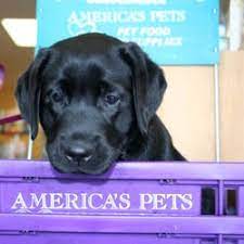 Maybe you would like to learn more about one of these? Pet Stores In Nashua Yelp