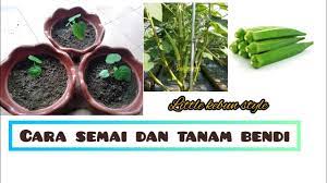 Kacang tanah adalah salah satu jenis. Cara Mudah Semai Dan Tanam Bendi Little Kebun Youtube