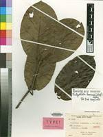 Image result for Dictyophleba