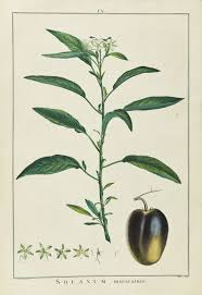 Image result for Solanum muricatum