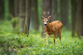 Image result for roe deer