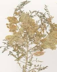 Image result for Lessertia falciformis