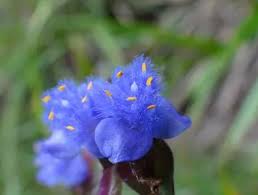 Image result for Cyanotis arachnoidea