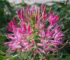 Image result for Cleome bororensis