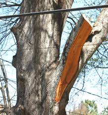 Pruning and shaping of your christmas trees must be performed outside of the growing season. Principles Practices For Pruning Trees Home Garden Information Center