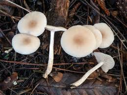 Image result for Clitocybe multiceps