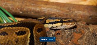 Where can i buy a ball python. Python Costs How Much Does It Cost To Keep A Royal Ball Python Exoticdirect