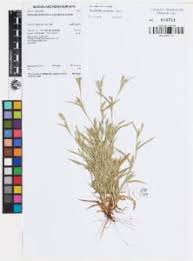 Image result for Hackelochloa granularis