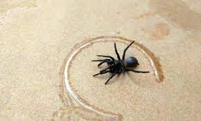 How to identify a funnel spider. Funnel Web Spiders Go To Pools In Australia Heatwave Daily Mail Online
