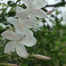 What makes floral scents distinctive are the length of the carbon chains and the other types of atoms glued to these backbones. 10 Most Fragrant Flowers Dengarden