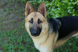 Tink is a cute miniature pinscher/shepherd mix that was adopted as a puppy and recently returned through no fault. Pin On Help Save The Dogs Please 2nd Pg